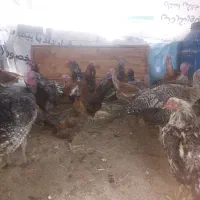 بوقلمون ارگانیک|حیوانات مزرعه|قزوین, |دیوار