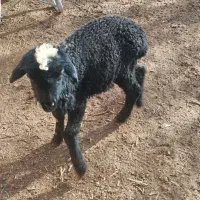 بره شیری ماده|حیوانات مزرعه|خرمدشت, |دیوار