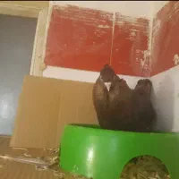 گمشده کفتر نر سوسنی