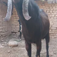 نر بز|حیوانات مزرعه|مشهد, شهید هاشمی نژاد|دیوار