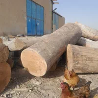 خریدار چوب درخت،تیر سقفی،پالت،ریشه،فروش زغال کبابی|خدمات باغبانی و درختکاری|هشتگرد, هشتگرد قدیم|دیوار