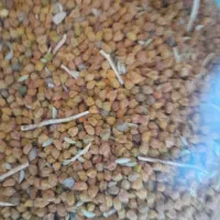 فروش نخود سیاه