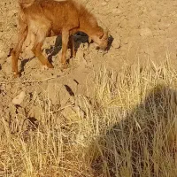 چپش