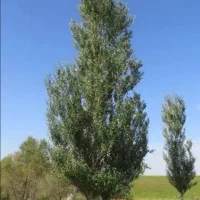 نهال صنوبر ۲ساله