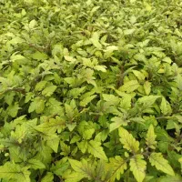 گل وگیاه کاشت نشا گوجه