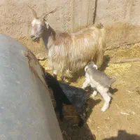 حیوانات مزرعه