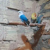 فروش یک جفت طوطی اوپلاین رنگ خاص