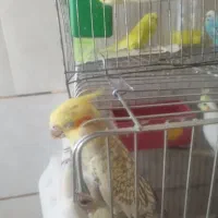 فروش چند پرنده توافقی عروس هلندی یه جفت مرغ عشق|پرنده|خبر, |دیوار