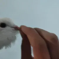 جوجه کبوتر شیخ|پرنده|فولادشهر, B2|دیوار