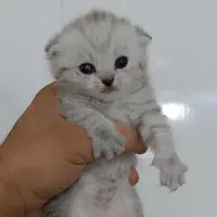 گربه اسکاتیش سیلور دبل فولد