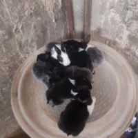 حراج خرگوش خانگی|موش و خرگوش|مهاباد (آذربایجان غربی), |دیوار