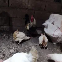 خروس چاق چاق