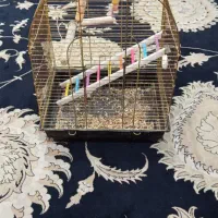 قفس کاسکویی با وسایل|لوازم جانبی حیوانات|اهواز, زیتون کارمندی|دیوار