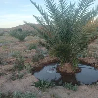 فروش باغ نخلی