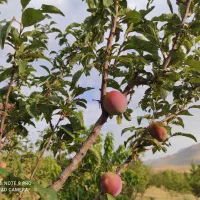 3قطعه باغ در  اسکستان بفروش میرسدمعاوضه باواحدکوچک|فروش زمین و ملک کلنگی|خلخال, |دیوار