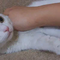 بچه گربه|گربه|اسلام‌شهر, شهرک محمدیه|دیوار