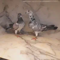 کفتر سوسکی بزک طوقی هفت رنگ سار فری|پرنده|مشهد, قائم|دیوار