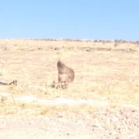 مرغ|حیوانات مزرعه|جوانرود, |دیوار