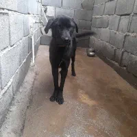 توله ۳ماهه ماده|سگ|پاکدشت, خاتون آباد|دیوار
