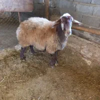 شیشک ماده ۲شیره