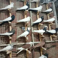 پرنده رنگی|پرنده|شیراز, ارم|دیوار