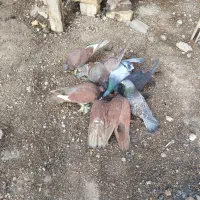 کفتر راعبی و آلمانی