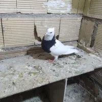 کبوتر طوقی سیاه نردرجه یک