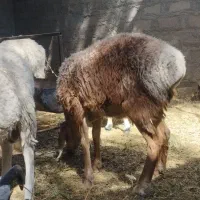 میش و بره|حیوانات مزرعه|بم, |دیوار
