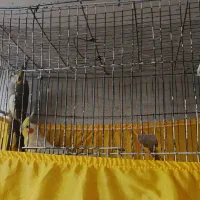 یک جفت عروس هلندی بالغ|پرنده|سمنان, |دیوار