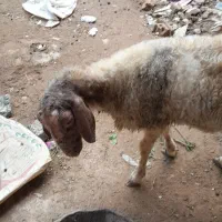 گوسفند ماده