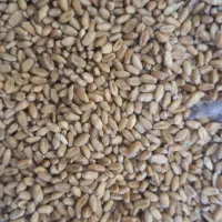 فروشی گندم بابهترین قیمت
