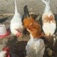 مرغ و خروس|حیوانات مزرعه|قم, پردیسان|دیوار