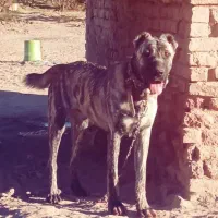 توله ۱۱ ماه ب فروش می‌رسد