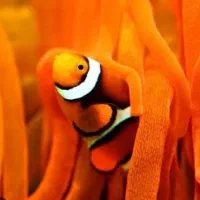 کانال ماهی بازان قوشاچای(میاندوآب)