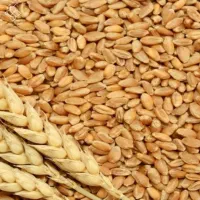 بذر گندم دیم درجه یک بوجاری شده