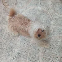 واگذاری دو عدد سگ نژادهای شیتزو