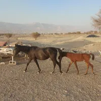 اسب