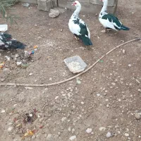 اردک روسی جوان