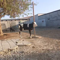 سلام گوساله ماده