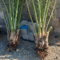 پاجوش نخل|خدمات باغبانی و درختکاری|وحدتیه, |دیوار