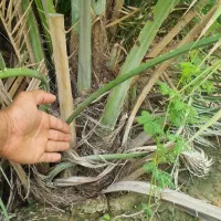 پاجوش دمیت زاهدی قصب