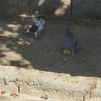 کبوتر|پرنده|شادگان, |دیوار