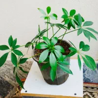 فروش گل های زیبای طبیعی