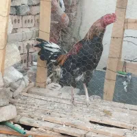 سلام خروس|حیوانات مزرعه|ایرانشهر, |دیوار