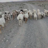 فروش قوچ