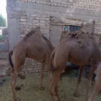 هاشی شتر|حیوانات مزرعه|یزدان شهر, |دیوار