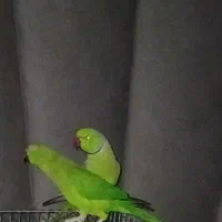 گرینچیک یلوسایدویه جفت ملنگو ویه جفت عروس آلبینو|پرنده|صائین قلعه, |دیوار