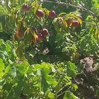 فروش باغ و زمین ۹۰۰ متری در شهر فخرآباد مشگین شهر|فروش زمین و ملک کلنگی|مشگین شهر, |دیوار