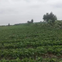 یک و نیم هکتار زمین در امامیه فروش