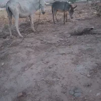 شیر الاغ تازه